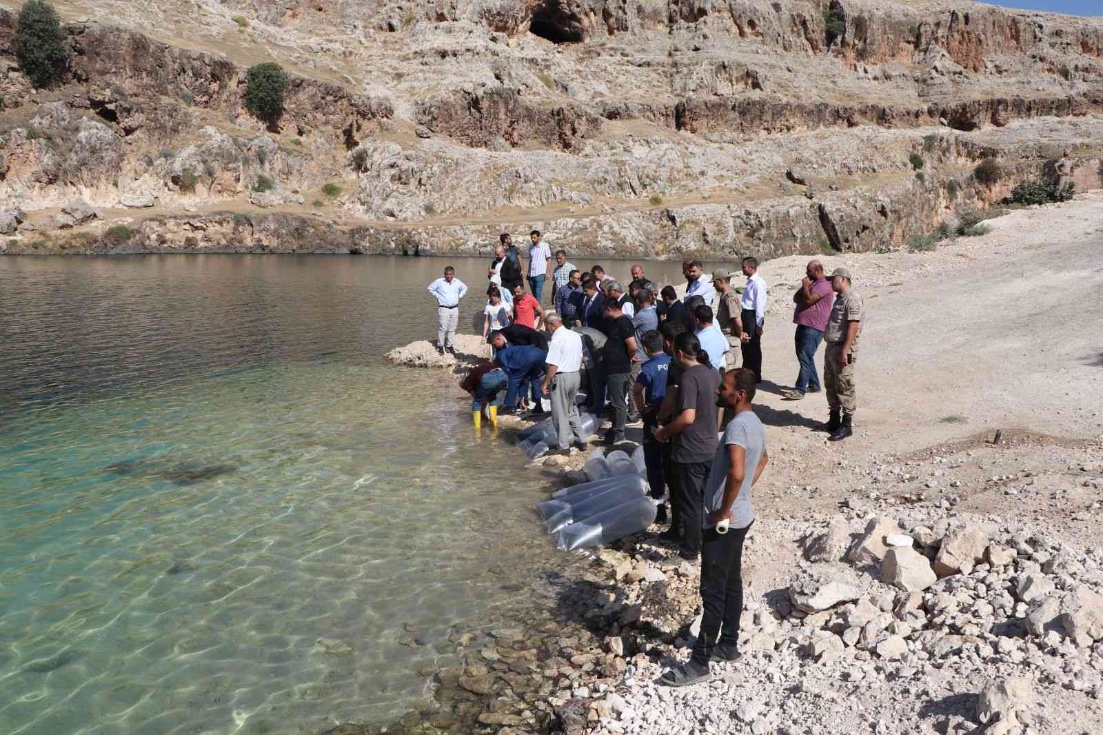 Bir milyon yavru balık Halfeti Barajı’na bırakıldı