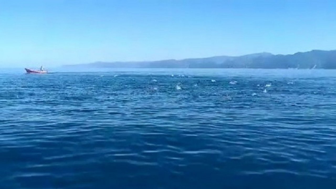 Karadeniz’de balıklar deniz üstünde dans gösterisi yaptı