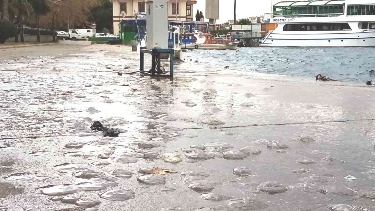 Erdek’te lodosta deniz anaları sahile vurdu