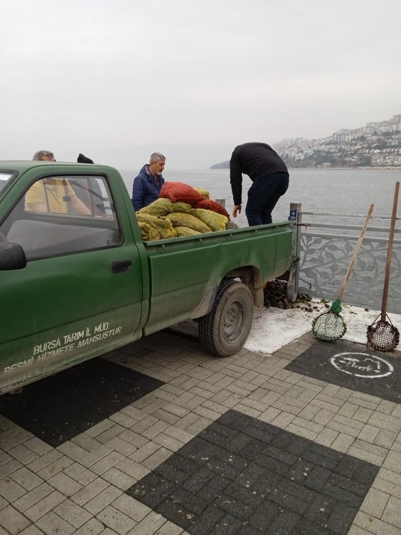 Kaçak midye avcılarına operasyon: Ele geçirilen midyeler denize bırakıldı