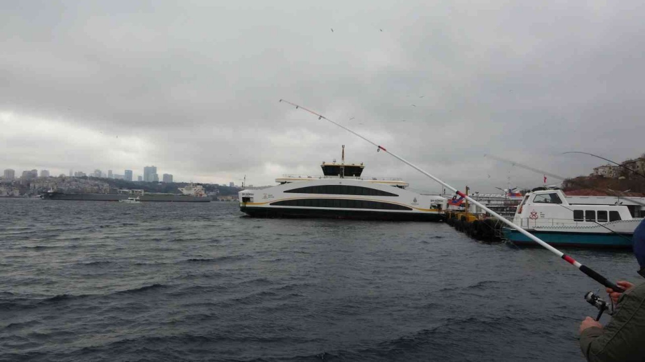 Üsküdar’da iki geminin arasında sıkışan yunus öldü