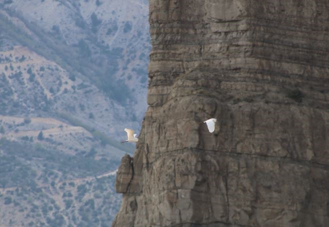 Erzurum’da büyük ak balıkçıl dron ile görüntülendi