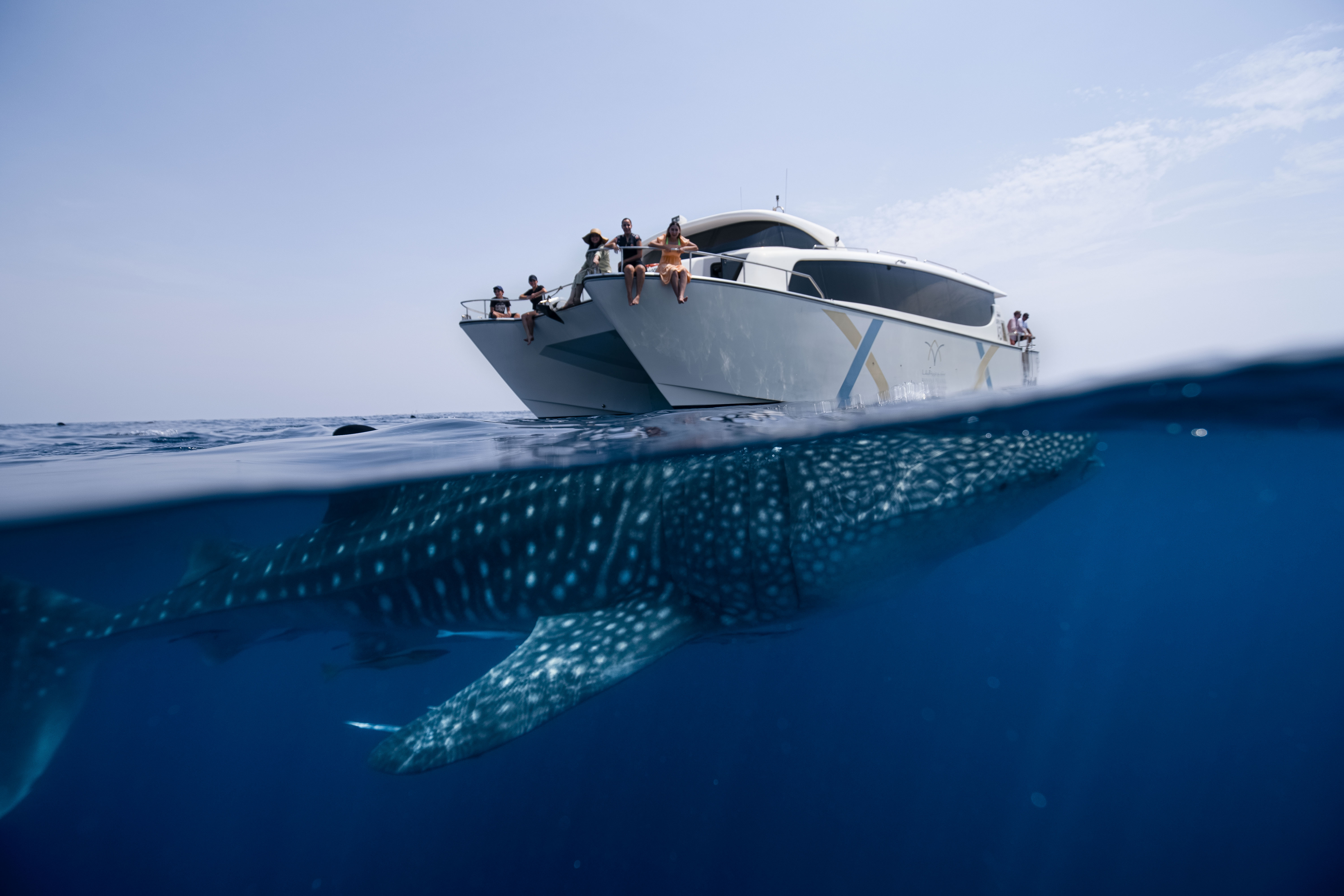 QatarTourism_Jason Boswell_Whale Sharks (2)_144814610.png