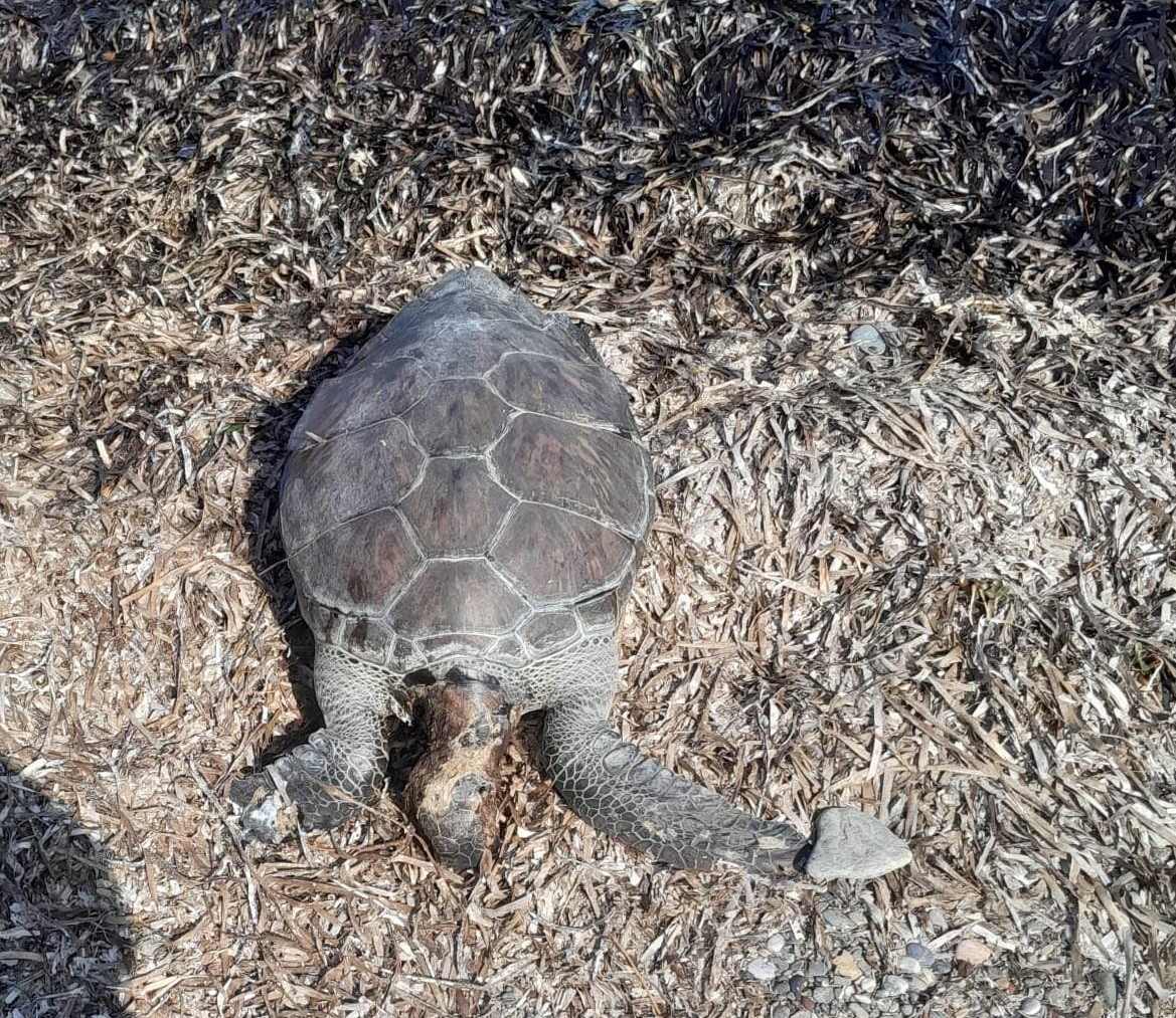 Datça’da deniz kaplumbağası sahile vurdu