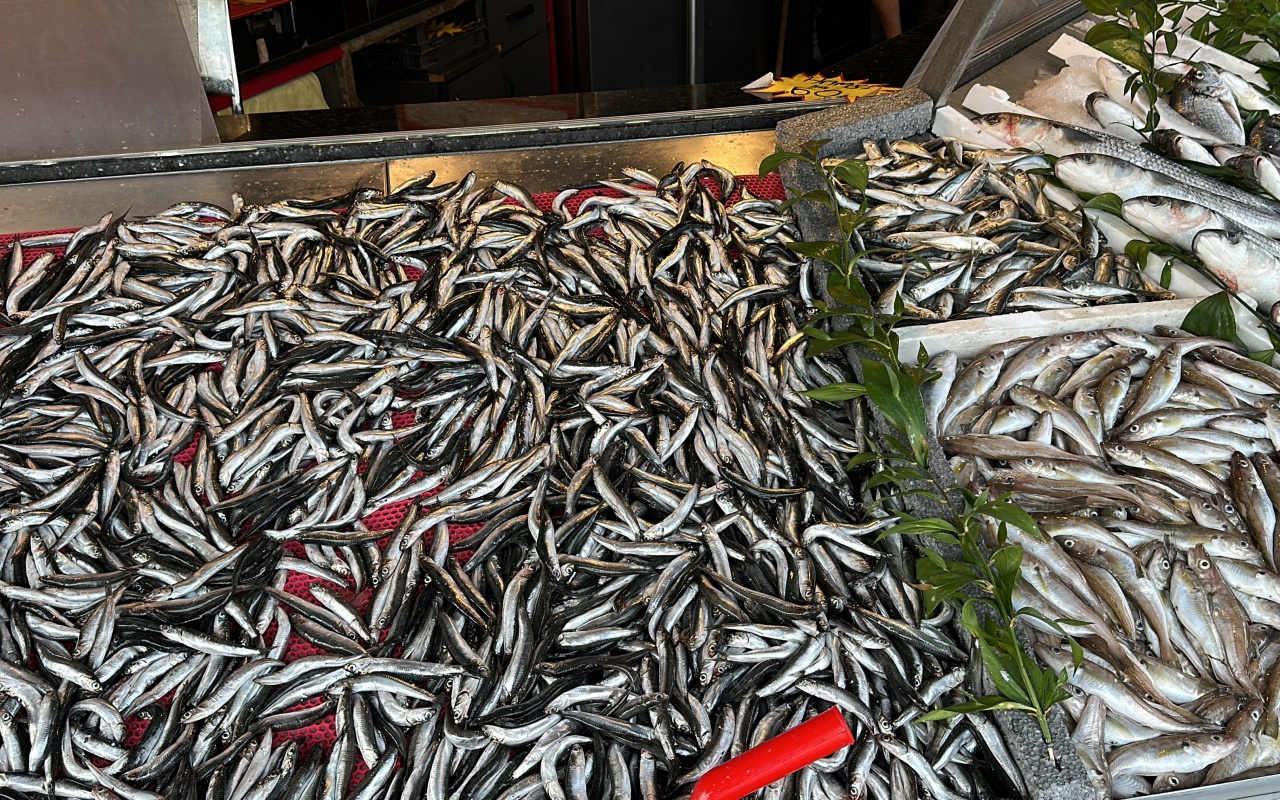 Karadeniz’de sıcak hava balığı etkiledi