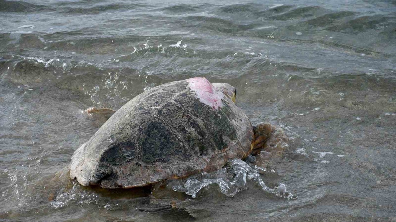 Tedavileri tamamlanan 3 caretta caretta Kuşadası’nda denizle buluştu