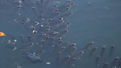 Balık ölümleri görülen Ceyhan Nehri'nde inceleme başlatıldı!